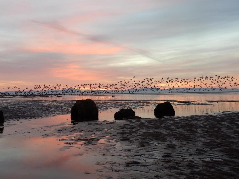 Shelduck Cottage Mainsriddle 外观 照片