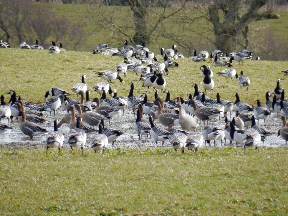 Shelduck Cottage Mainsriddle 外观 照片